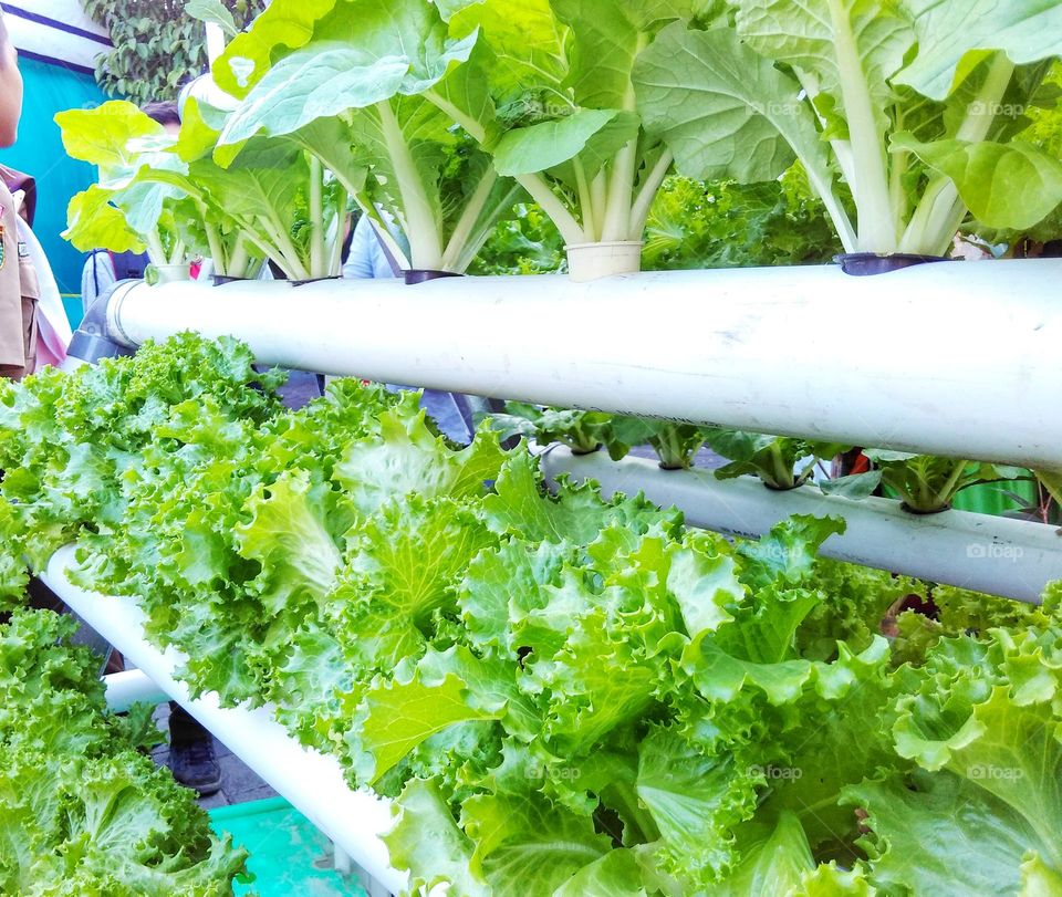 Lettuce and mustard grown in pipes, a narrow land solution, hydroponics