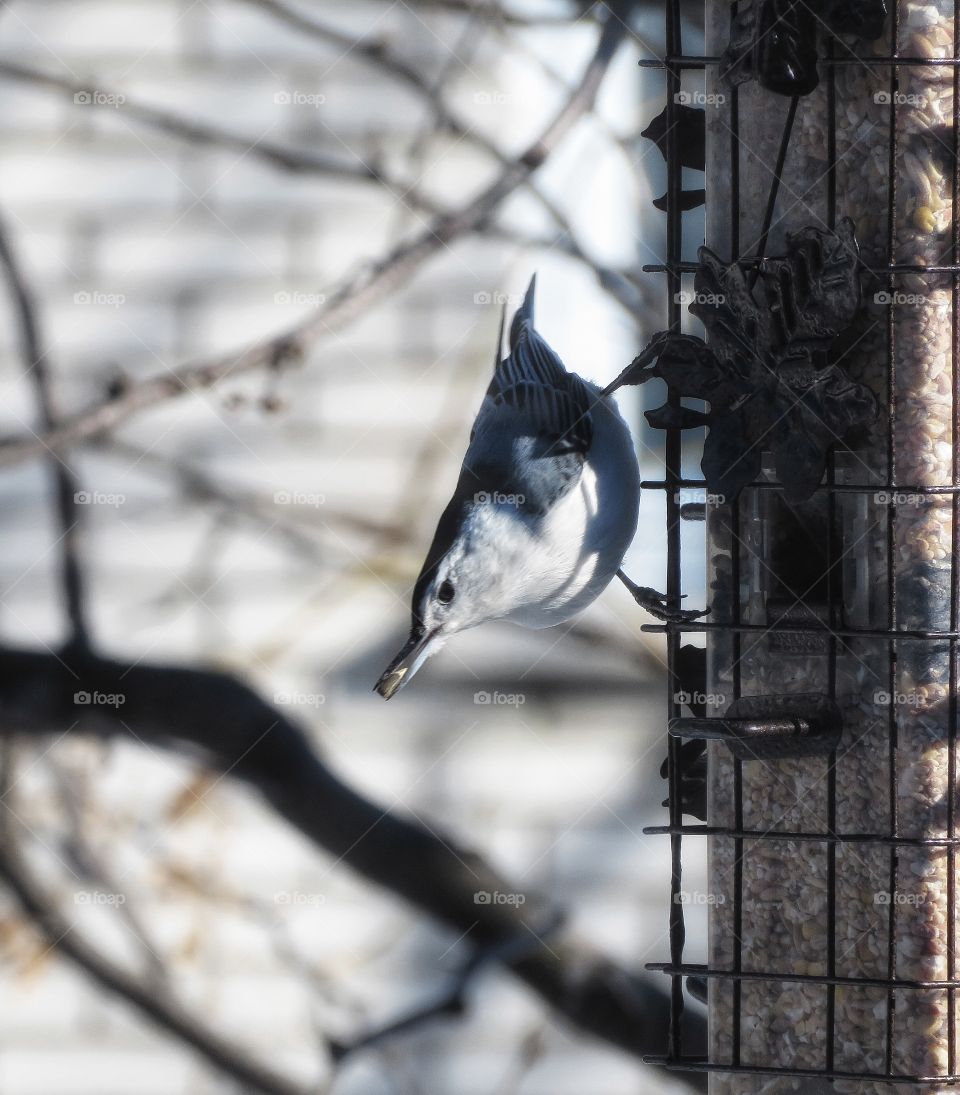 My yard bird at feeding station