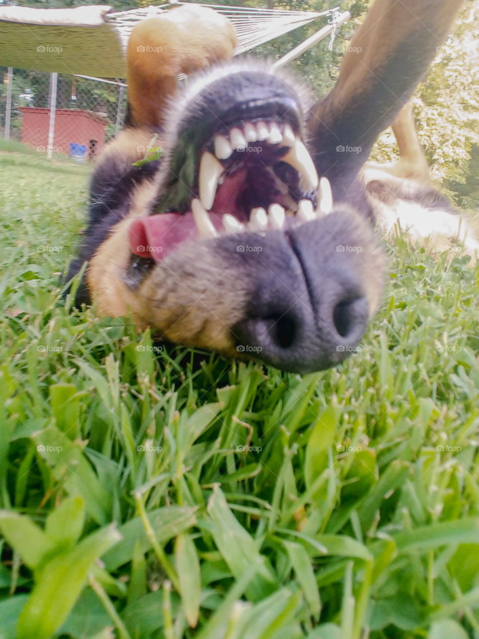 Dog laying in the grass taking a silly selfie.