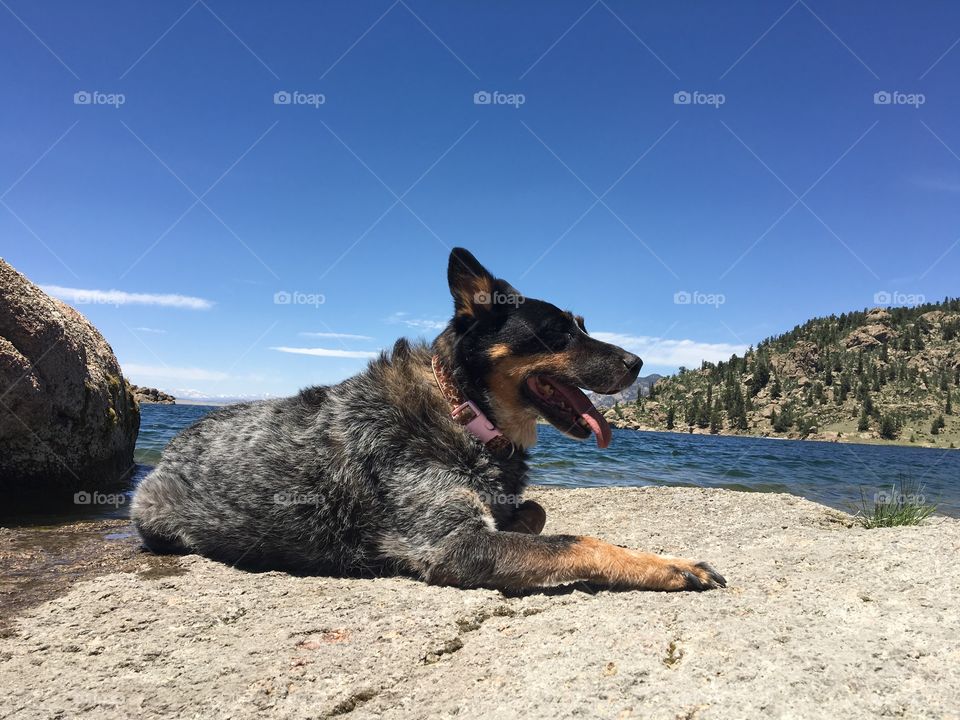 Australian cattle dog at lake 