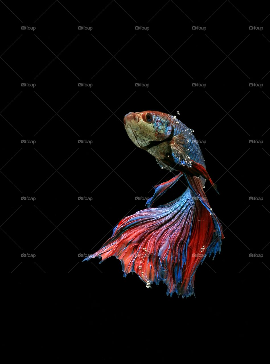 EXOTIC POSE
HALFMOON BETTA SP
WITH BLACK OR DARK BACKGROUND THE COLOUR IS ALL OUT