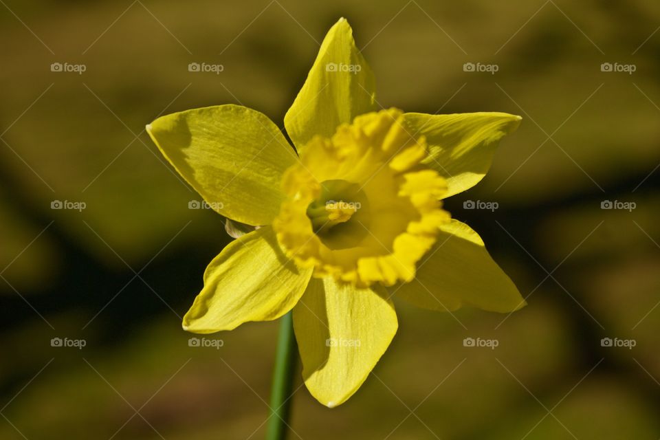 Beautiful yellow flower. Can see all details in a wonderful way. Amazing how these things come from the earth beautifully bloomed ‼️