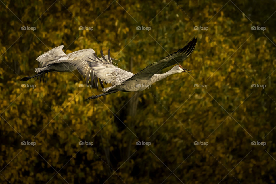 Cranes of Canada in flight