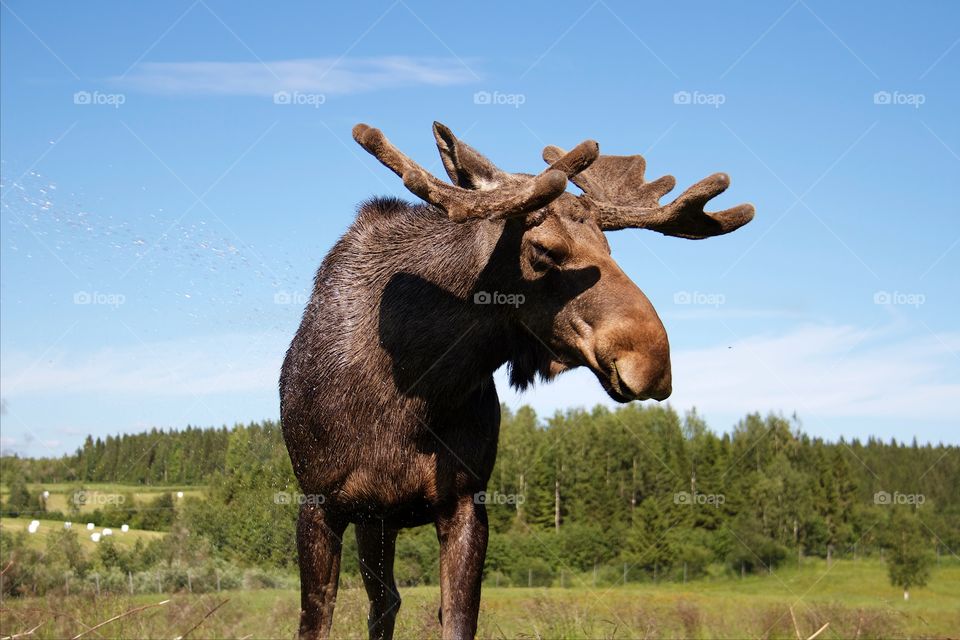 moose  in the forest