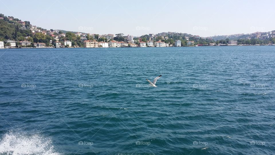 bird above the water
