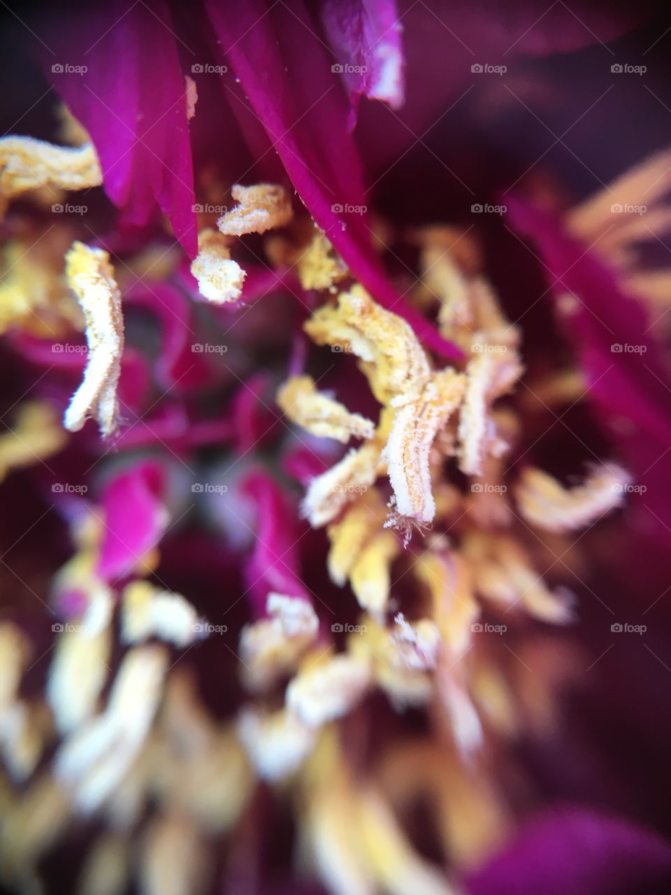 Peony center closeup