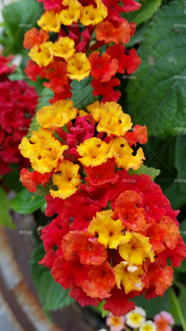 Lantana