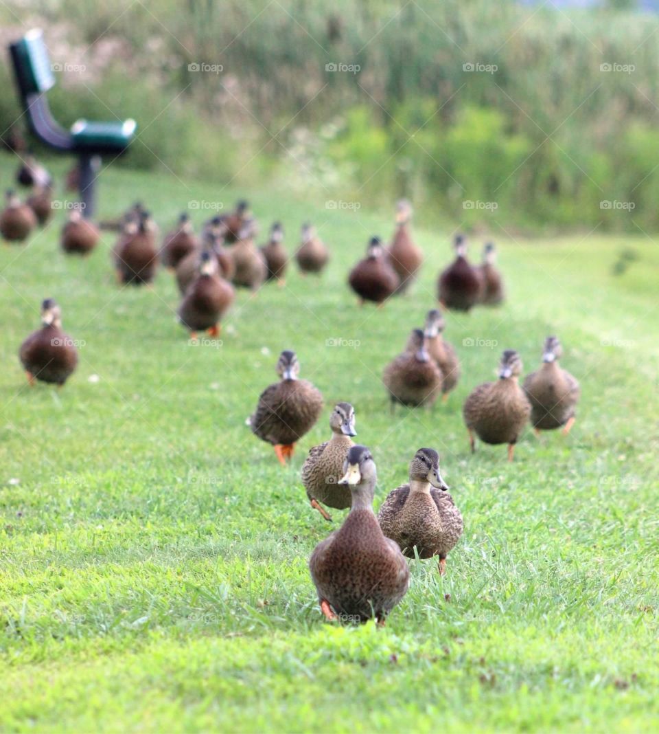 Ducks, Ducks, Ducks. Many ducks coming my way. 