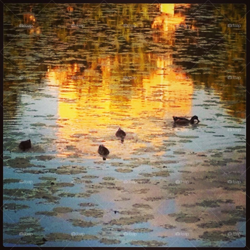 Ducks