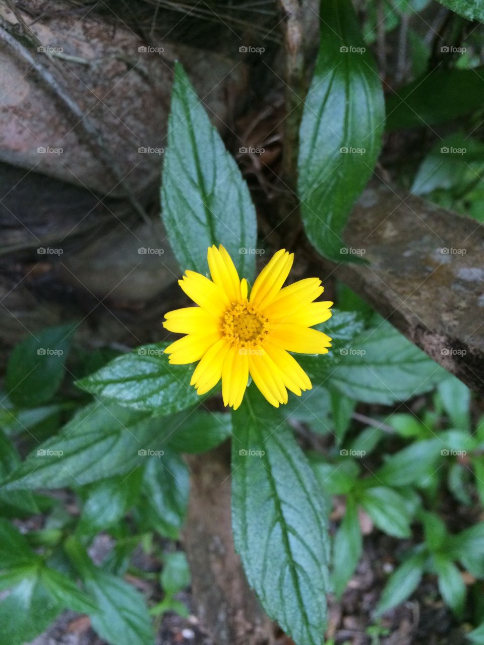 Yellow wild flower 