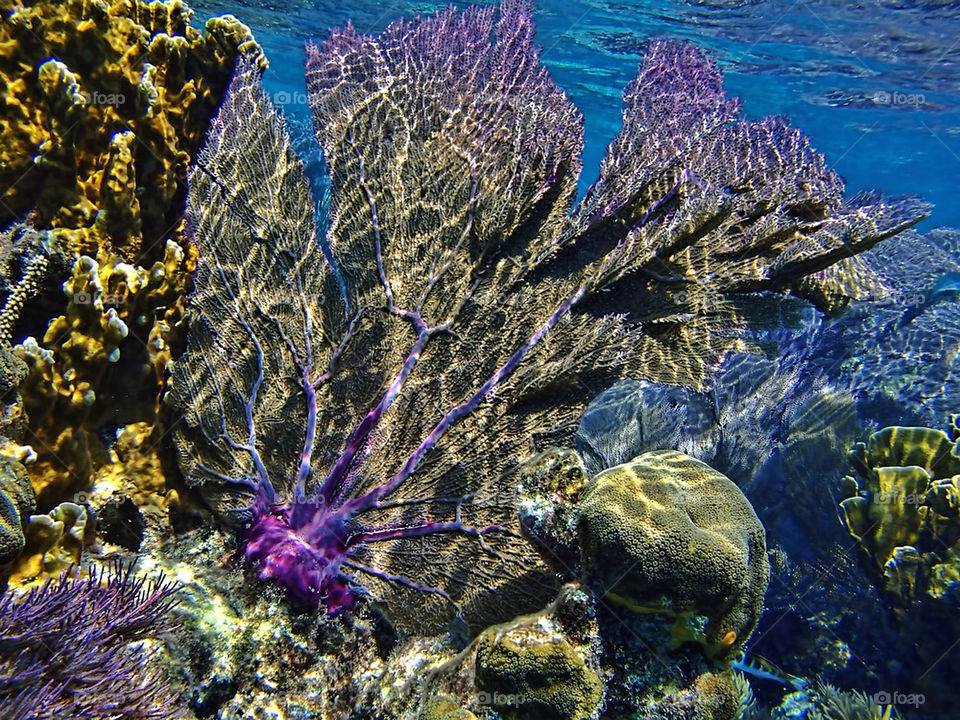 Heart of the Reef