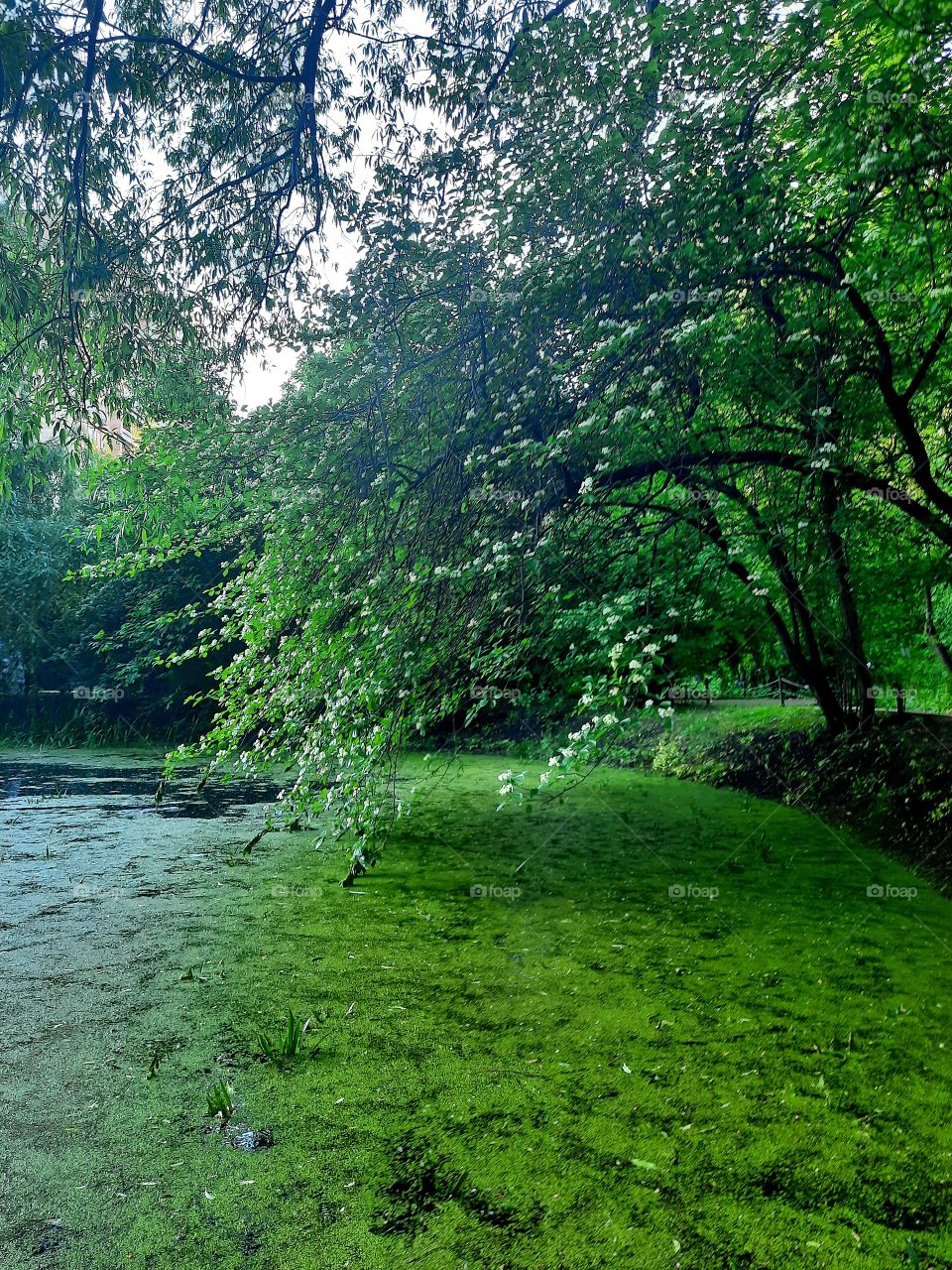 lake in the park