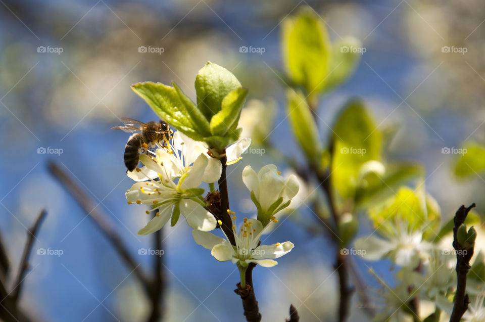 While I was taking pictures of blossoming trees I stumbled upon this busy worker