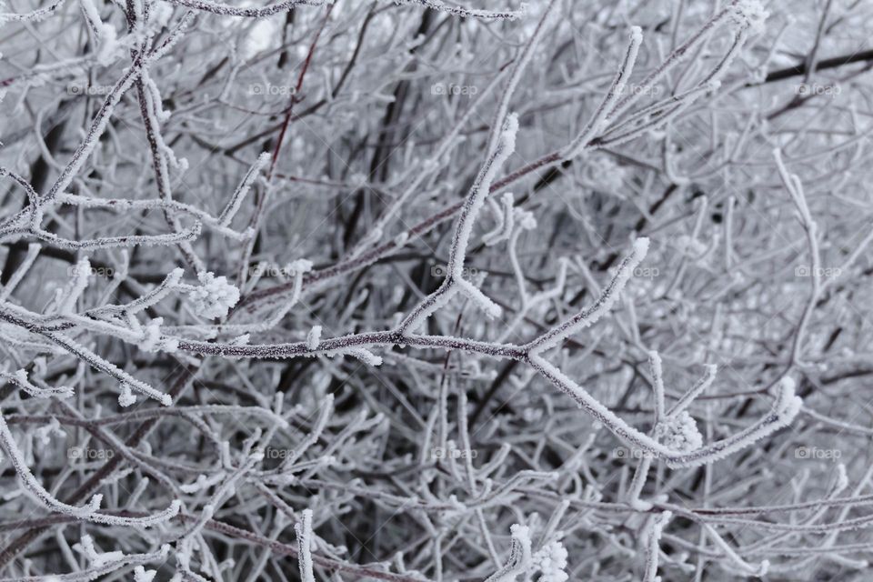 Trees and bushes are covered with white snow and winter pattern in winter in the park and city.