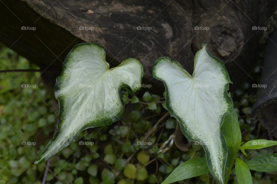 caladium cebu