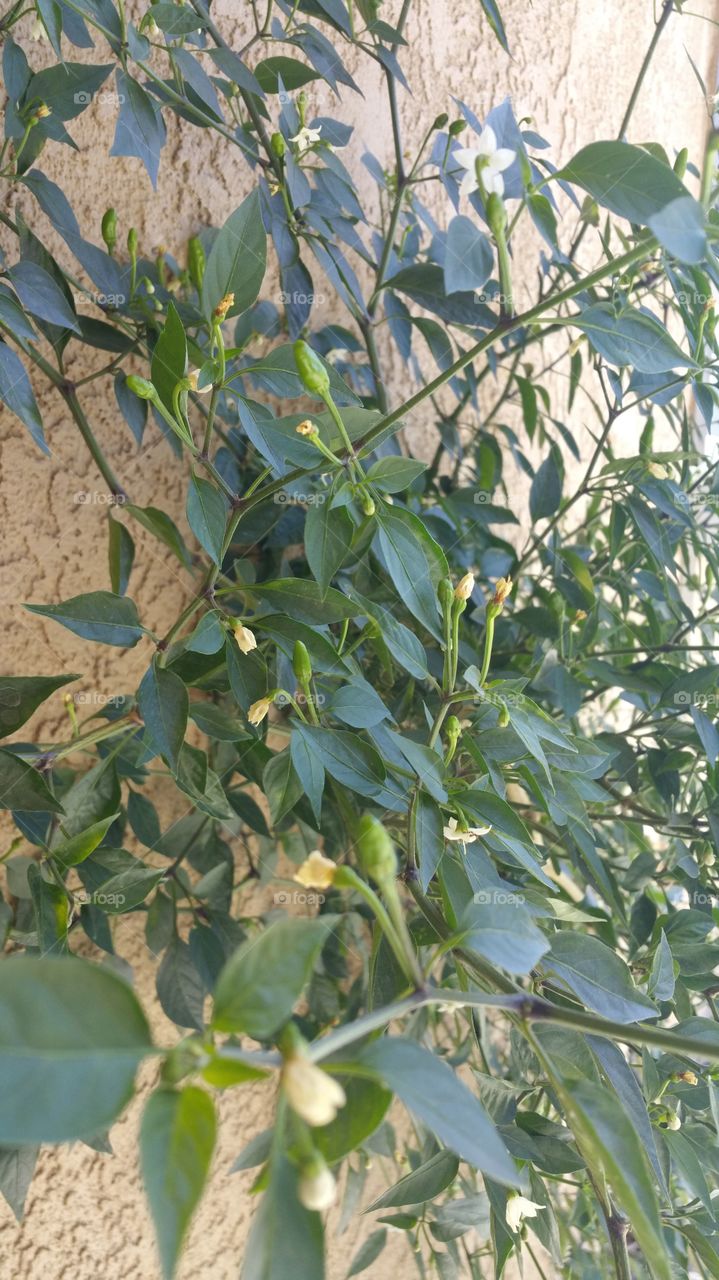 Fruit land . chile's tree 