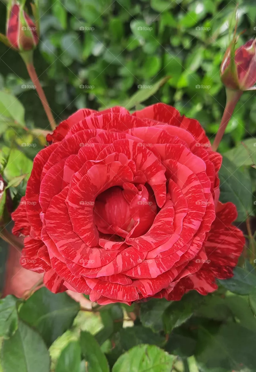 mottled rose
