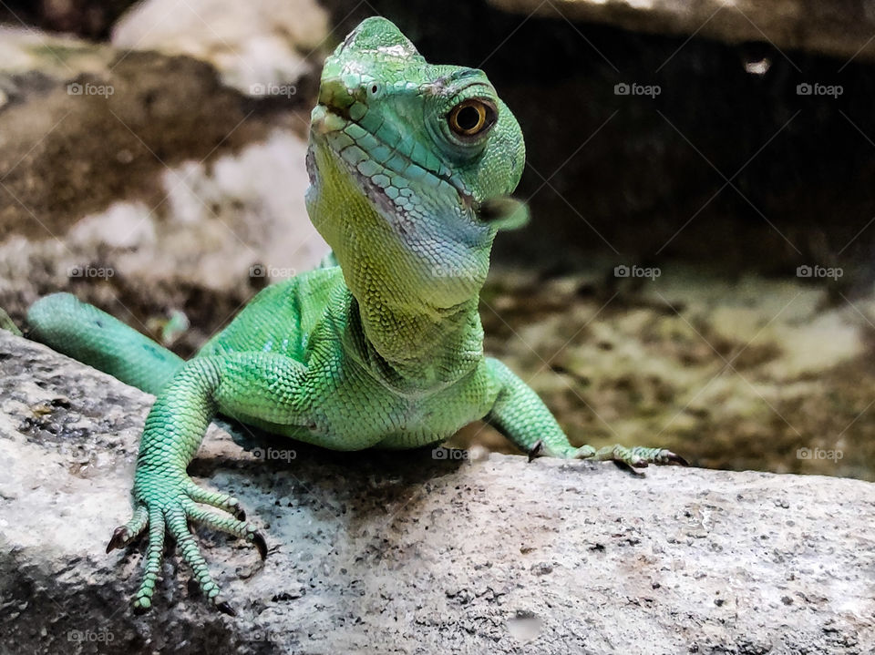 Lizard in a zoo