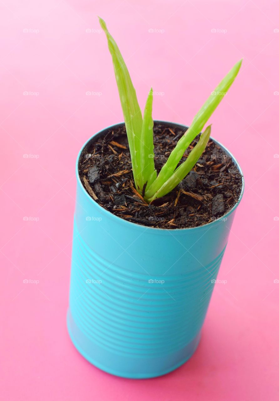 an aloe vera succulent plant is potted in a metal turquoise can sitting on a bright pink table with a bright outside background