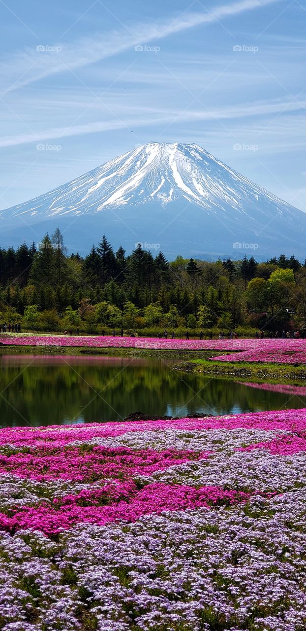 Mount Fuji spring,  Japan