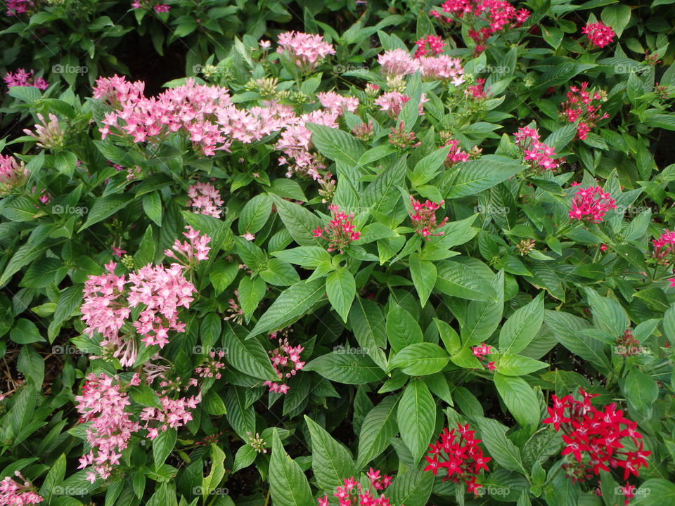 Key West Hemingway House