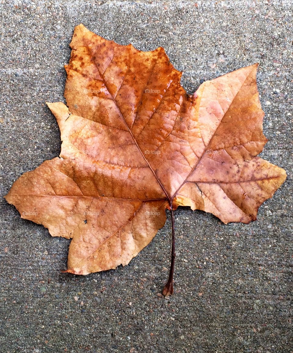 Autumn leaf.  