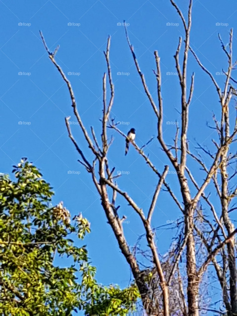 a bird on a tree
