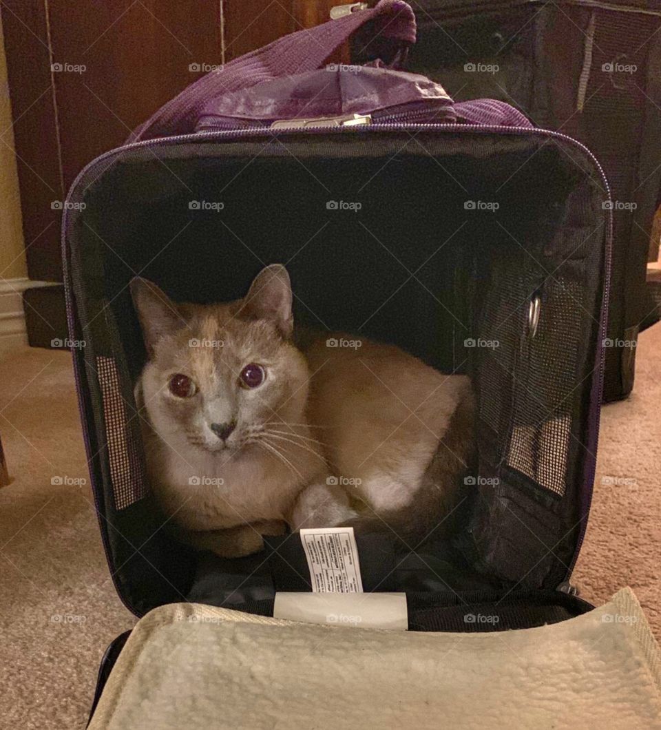 Our cat getting ready for a long flight to Shanghai - when I think about it her accommodations on the plane will be better than ours