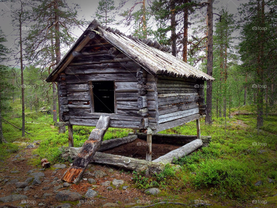sweden nature tree forest by snullan