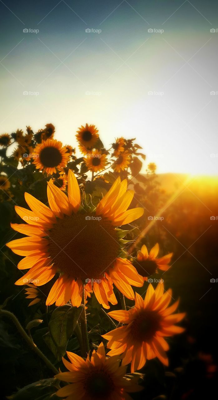 Sun flower