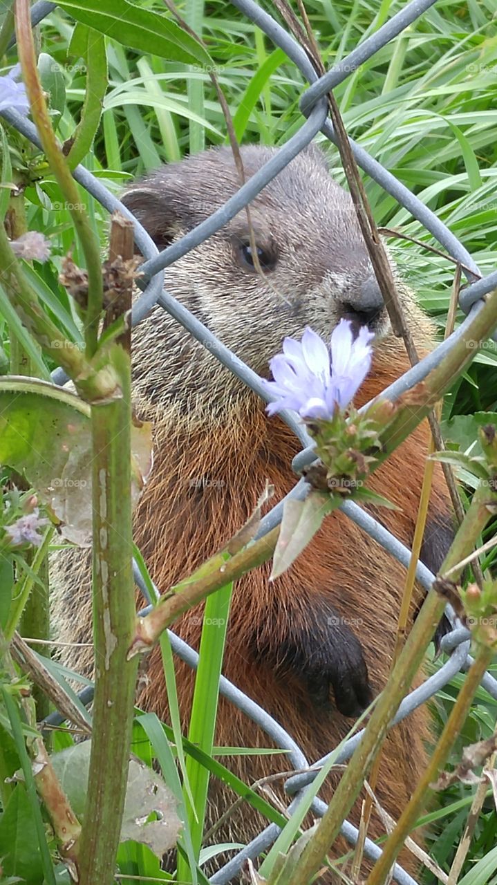 Groundhog through the fence. groundhog looking at me through the flower laced fence