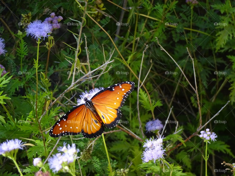 Garden Butterfly