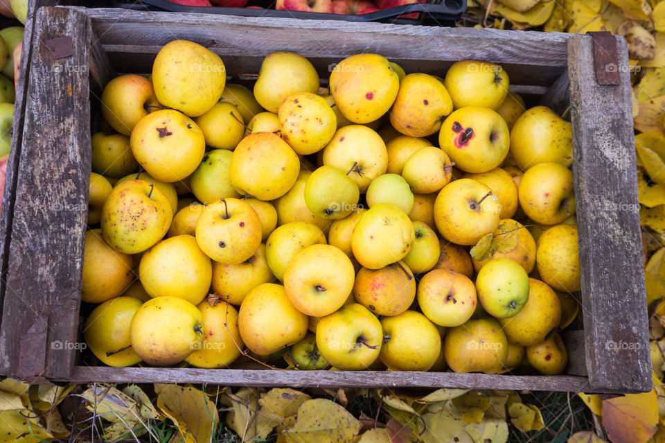 Harvest ripe juicy and tasty apples. Harvested juicy apples from fertile trees.