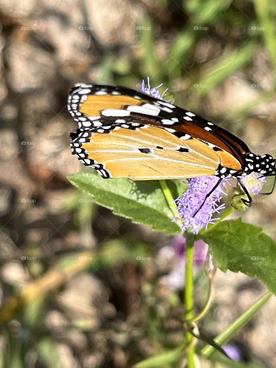 📷 Color Explosion 