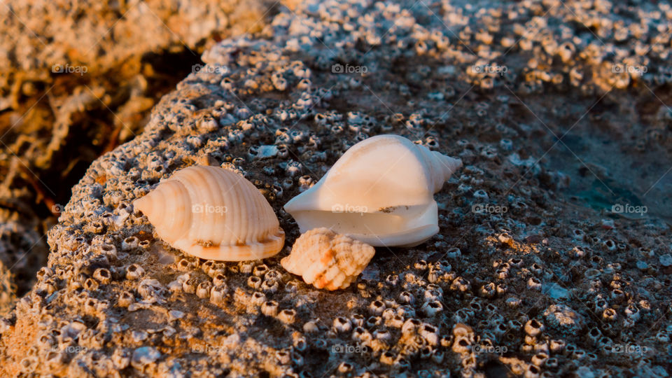 seashells on rock