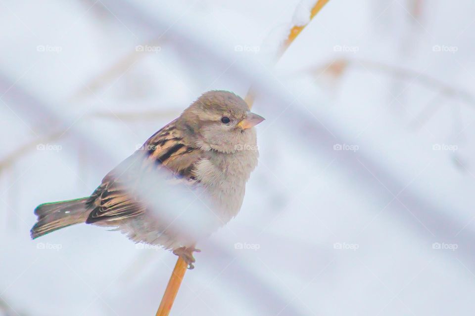 Incredibly beautiful bird