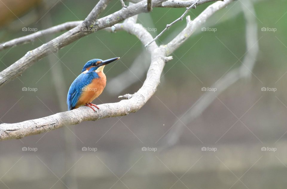 small kingfisher bird