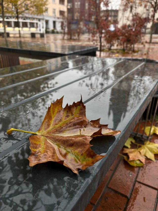 maple leaf in rainy weather