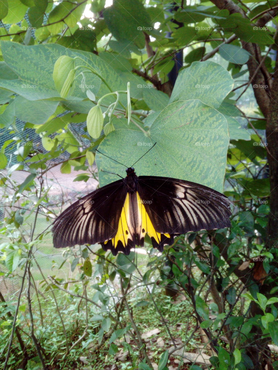 Butterfly on a leaf