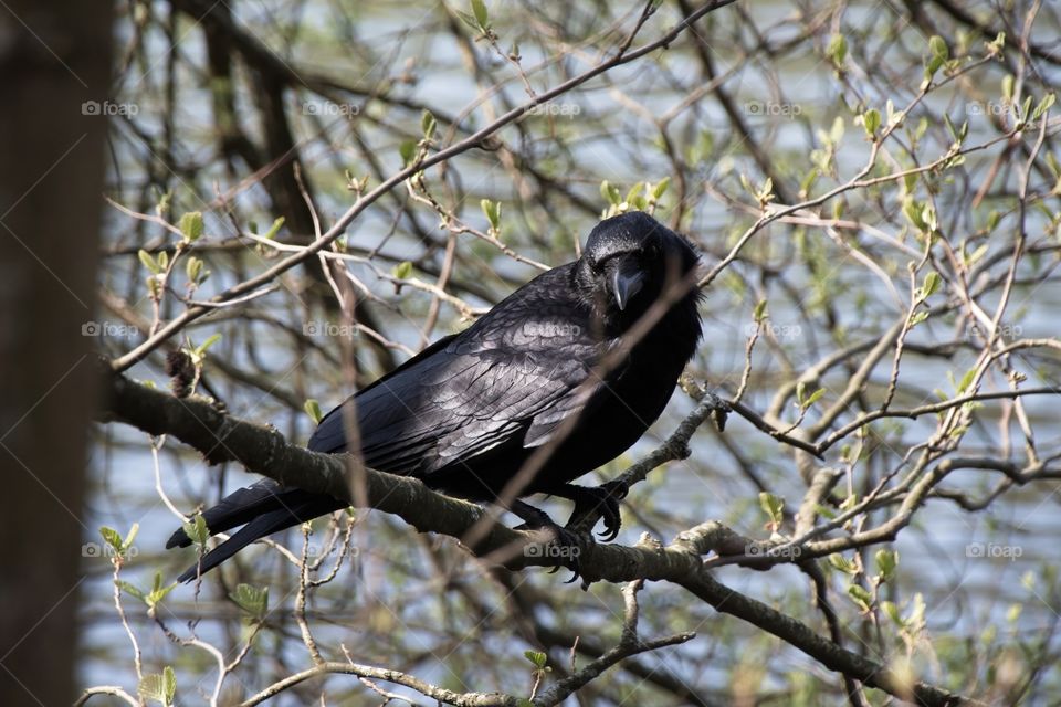 crow on a branch