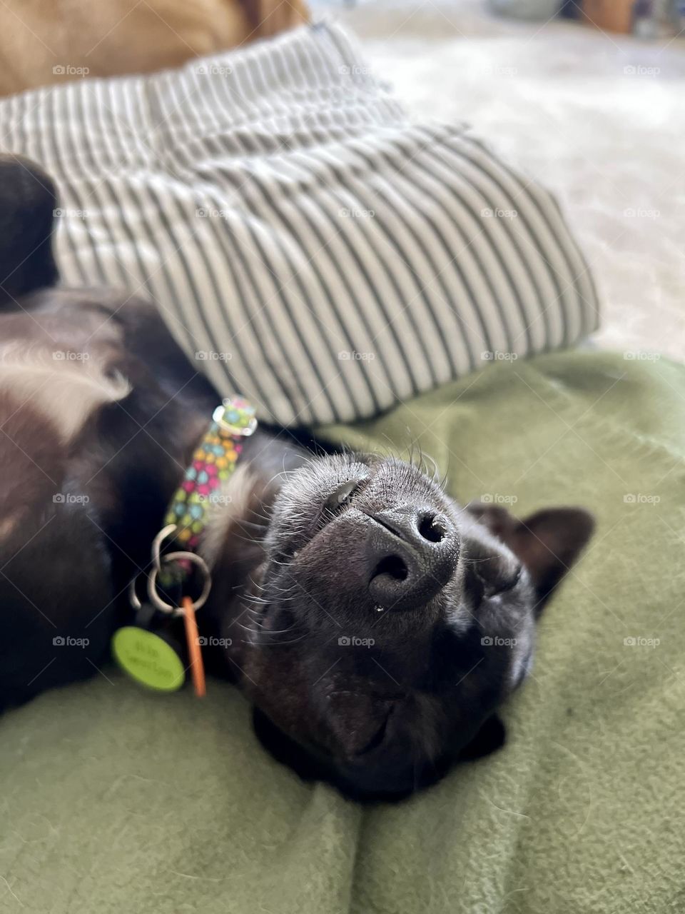 Tiny black Chihuahua dog closeup. She is sleeping soundly upside down, wearing a colorful collar with green ID tag.