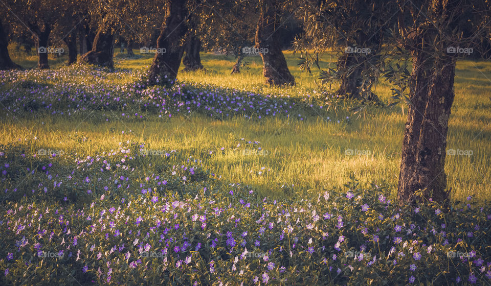 Olive trees surrounded by grass and purple flowers in the late afternoon sun in early spring 
