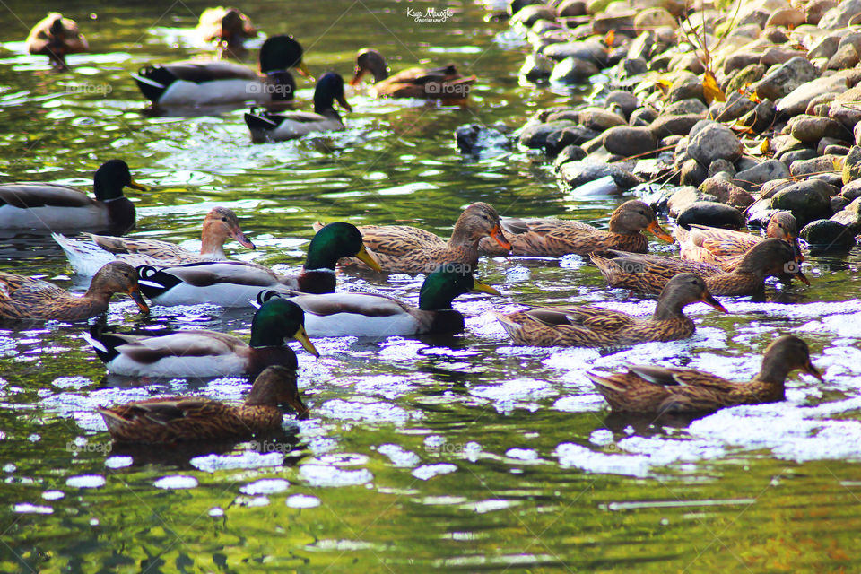 The Mallards