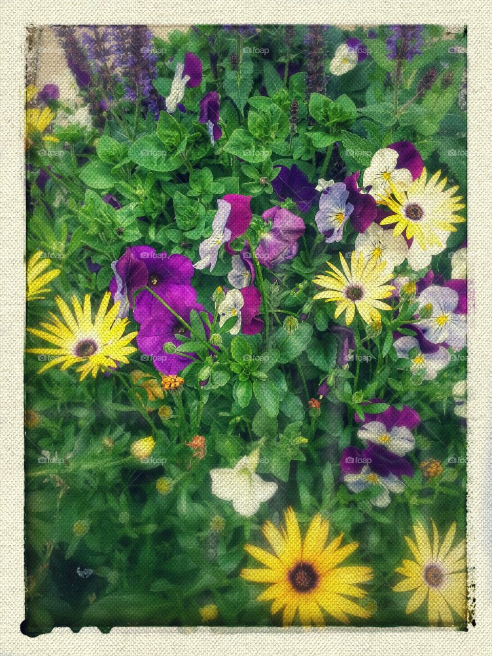 Gorgeous!. Again, outside one of my Doctor's office. ( I have a terminal illness and have LOTS of Drs. appts.)