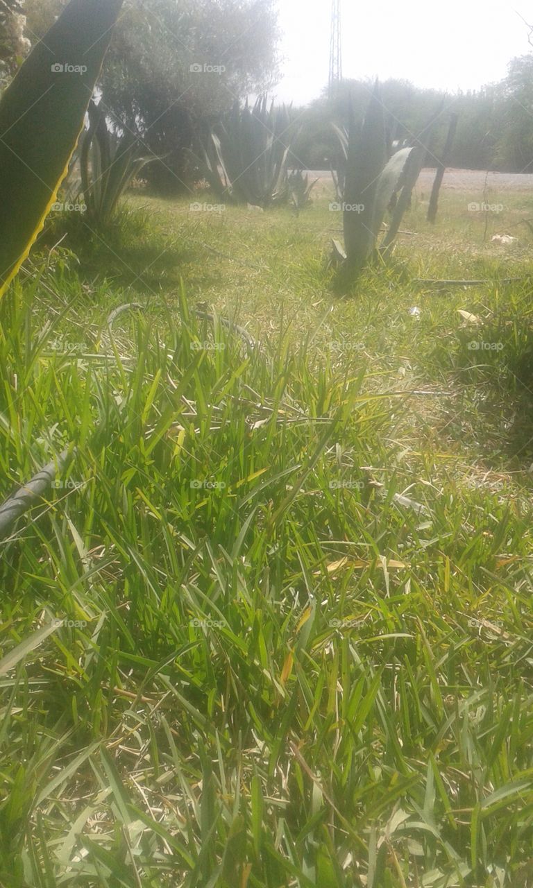 Grass, Environment, Nature, Field, No Person