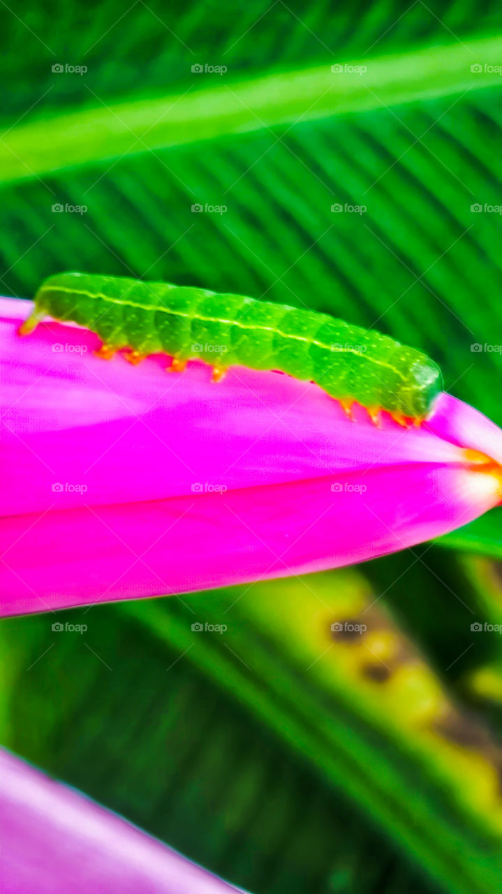 bright green caterpillar on hot pink flower