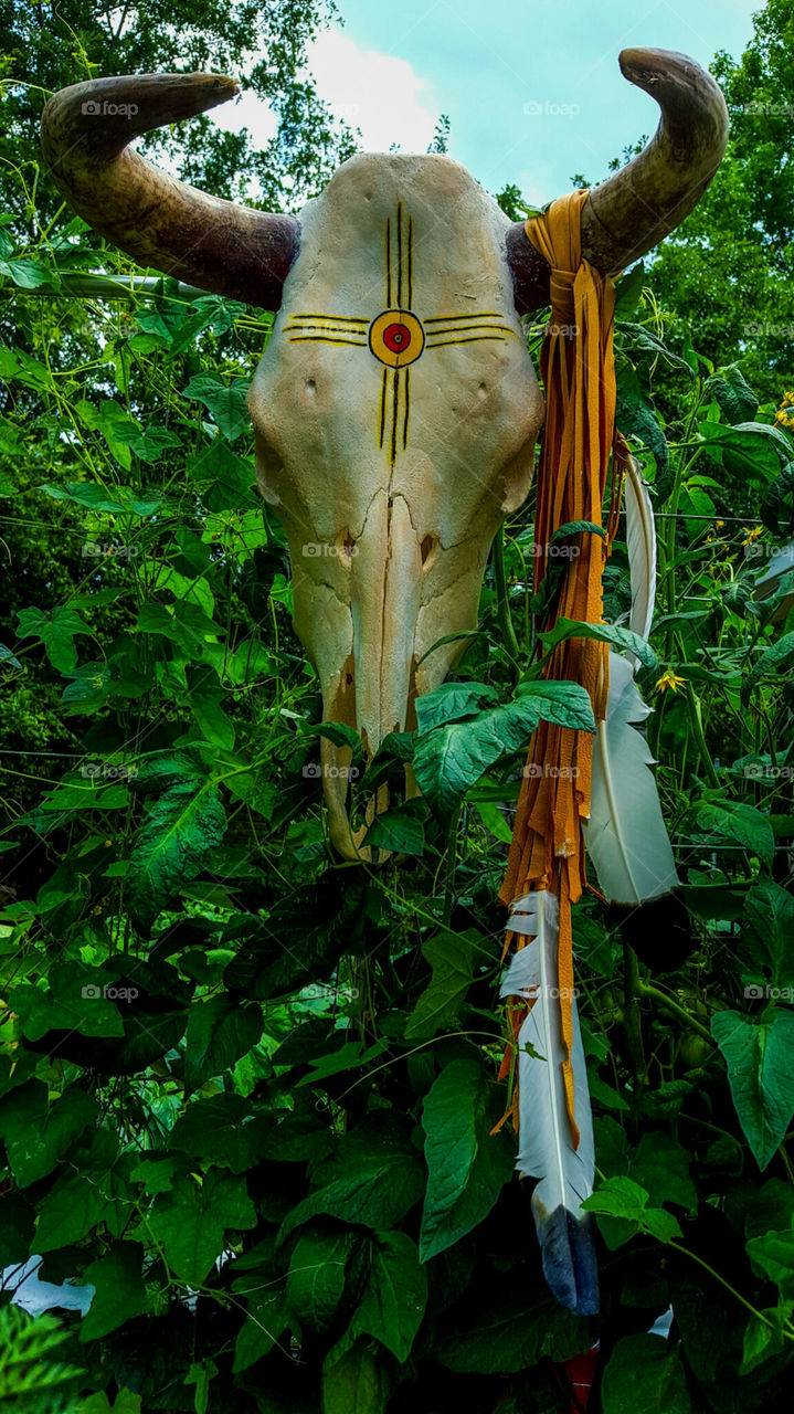 Native American Bull Skull