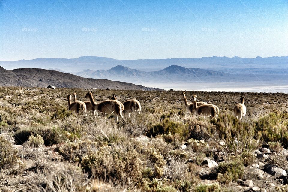 Guanacos looking at camera, Atacama Desert, Chile . Guanacos looking at camera, Atacama Desert, Chile 