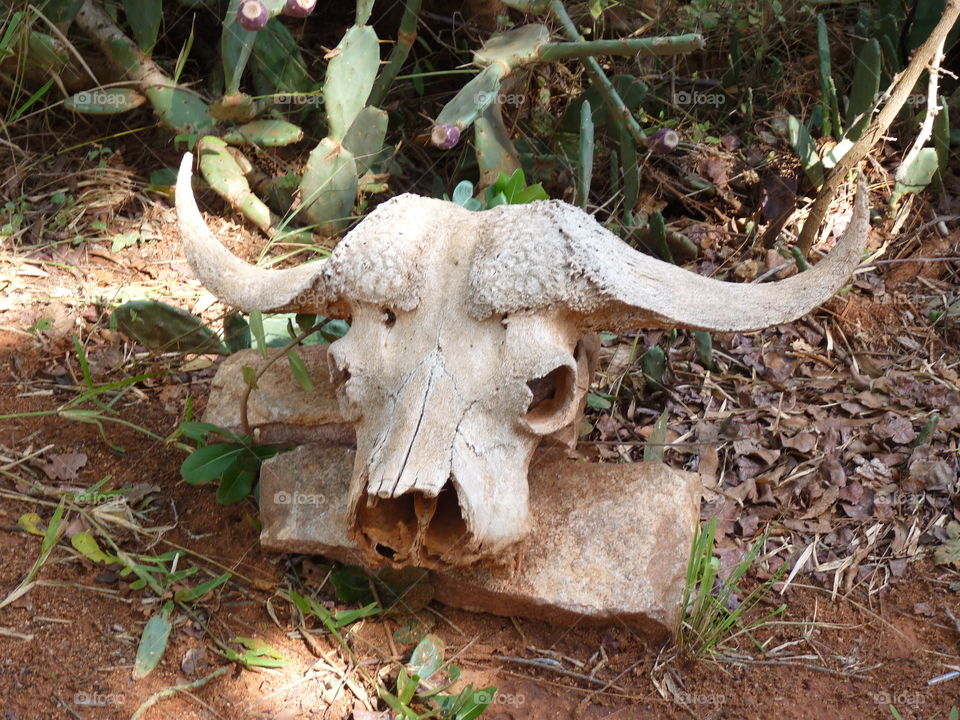 Buffalo skull 