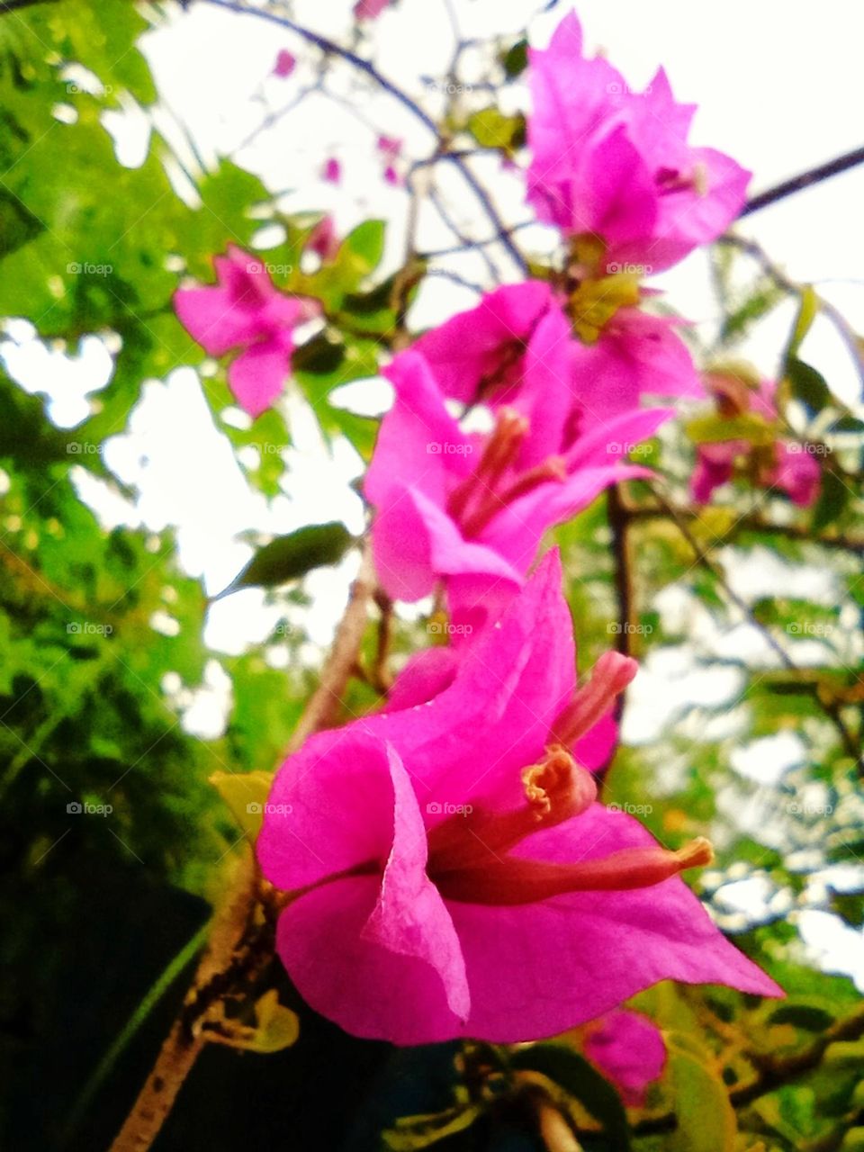 Magenta colour flowers